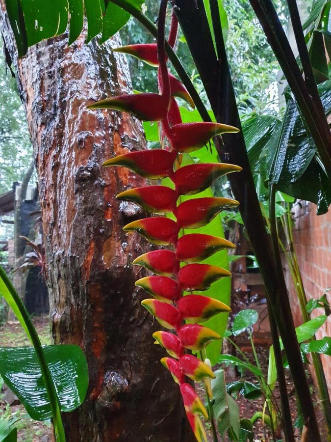 Posada Iguazu Colibri Пуерто-Іґуасу Екстер'єр фото